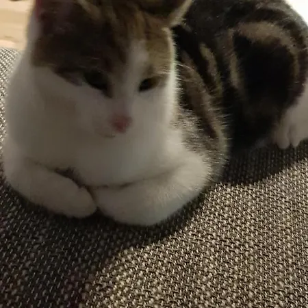 Apartment Urlaubsnest Harbach (Gmund)