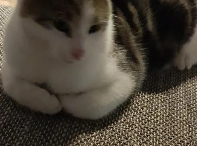 Apartment Urlaubsnest Harbach (Gmund)