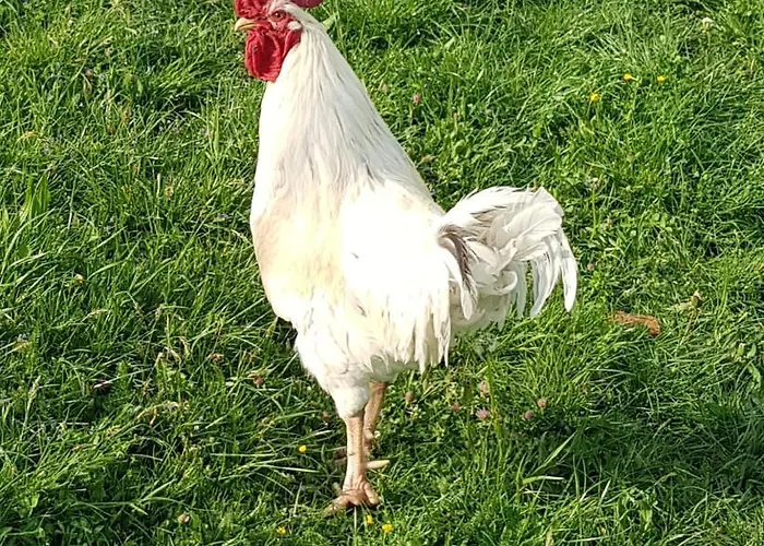 Apartment Urlaubsnest *